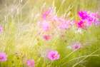 Soft composite of cosmos flowers and grasses Art Print
